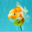 A Grade Kohaku Sakura Yuanbao Female 5-5.5 inches #101626YB_42