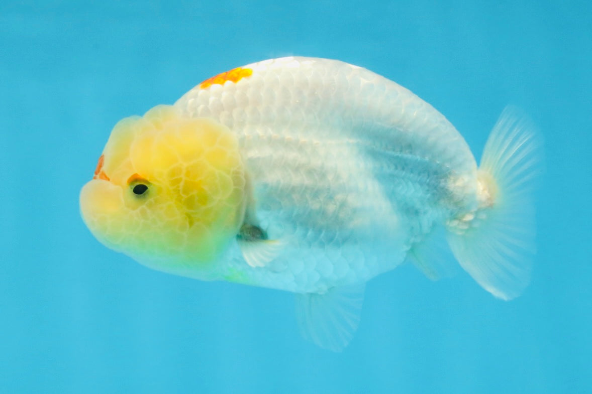 A Grade Red White LionQueen 4 inches #103125LC_21