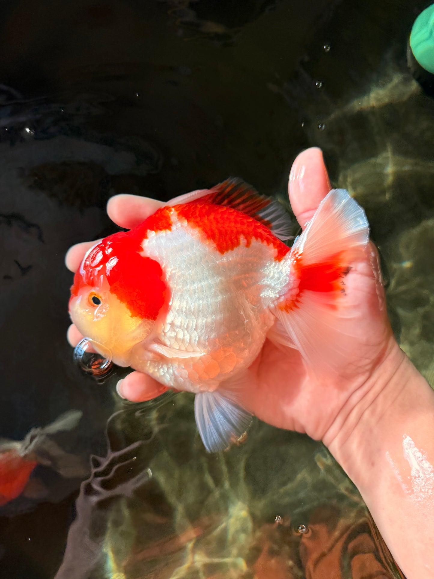 LITTLE BAO AAA Grade Red White Yuanbao Male 5.5 inches #032726YB_04