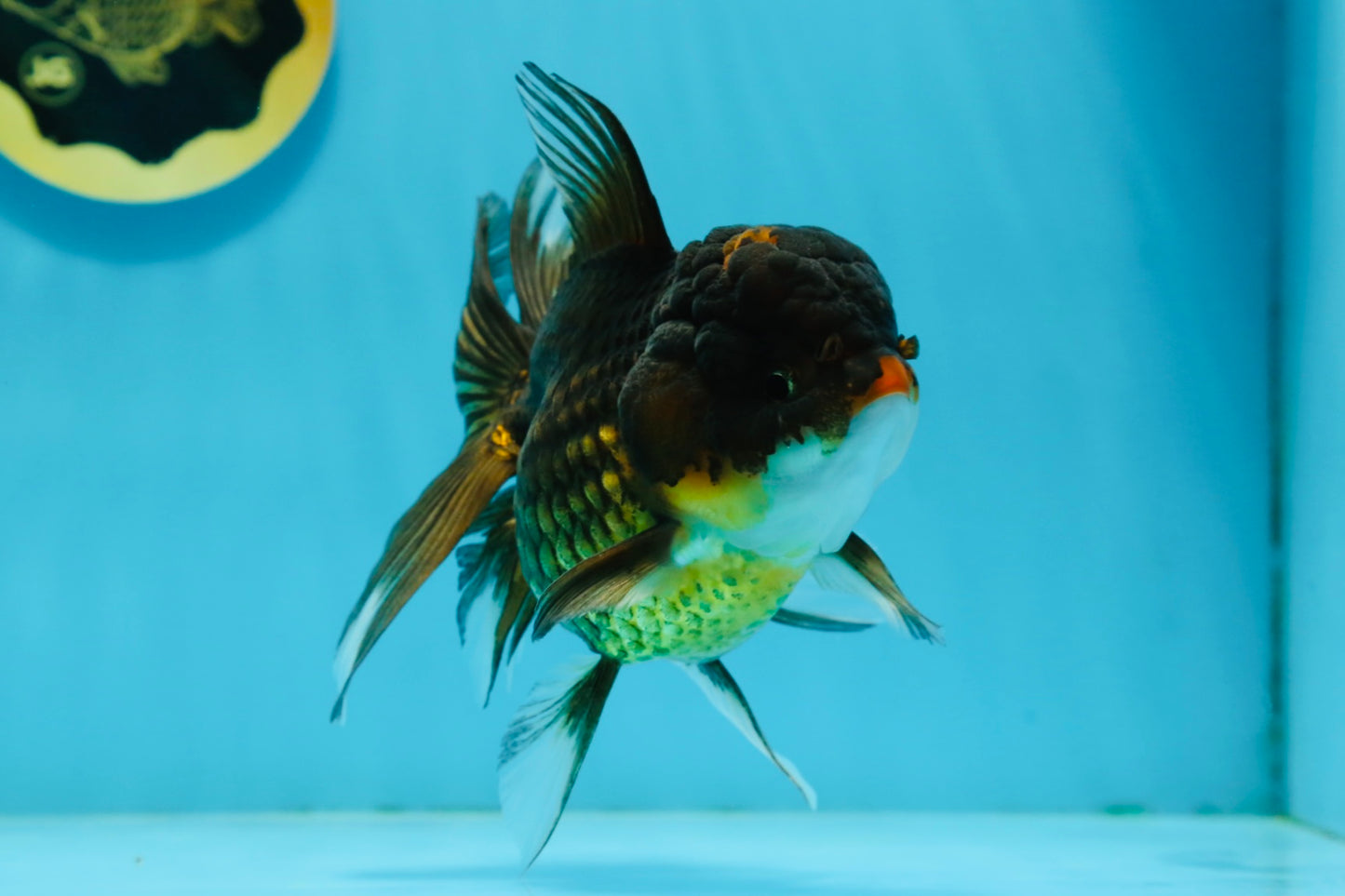 A Grade Chicken Tricolor Oranda Male 5 inches #112924OR_18