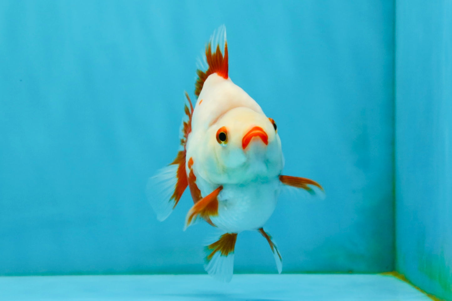 SUPER AAA Grade Red White Ryukin Female 4-4.5 inches #032726RK_26