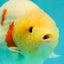 AAA Grade Sakura Ranchu Female 5.5-6 inches #102326RC_02
