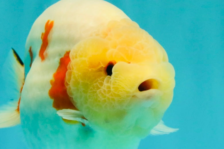 AAA Grade Sakura Ranchu Female 5.5-6 inches #102326RC_02