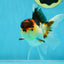 🌋 A Grade Tricolor Oranda Female 4.5 inches #041825OR_15