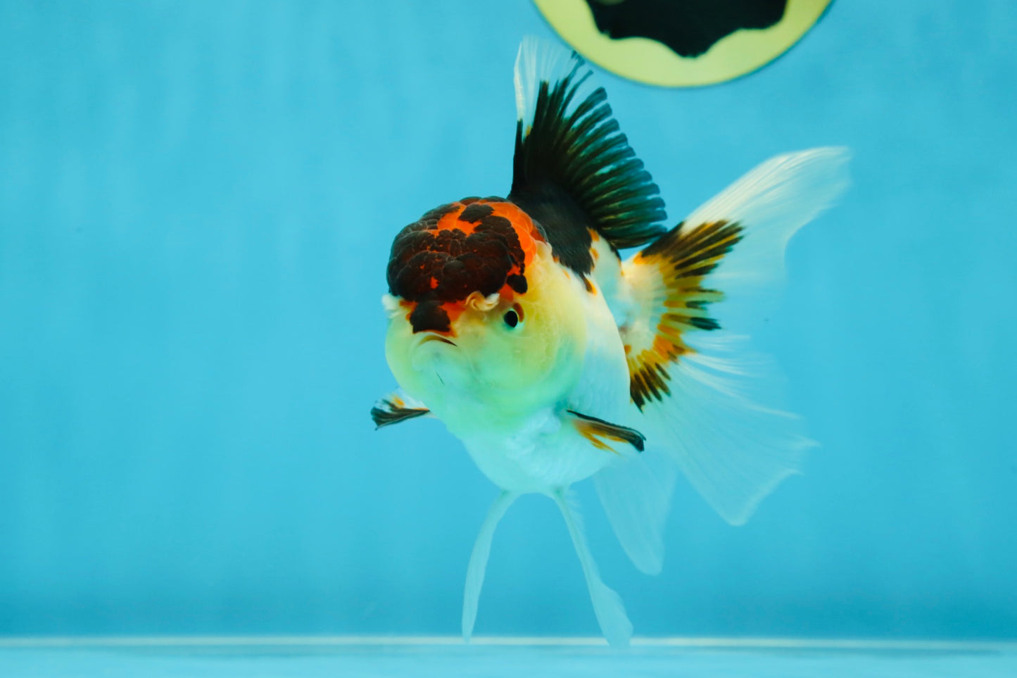 🌋 A Grade Tricolor Oranda Female 4.5 inches #041825OR_15