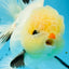 AAA Grade Lemonhead Tricolor Button Eyes Oranda Male 4.5-5 inches #0913OR_14