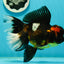 A Grade Pompom Tricolor Oranda Female 6.5 inches #112224OR_20