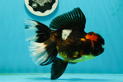 A Grade Pompom Tricolor Oranda Female 6.5 inches #112224OR_20