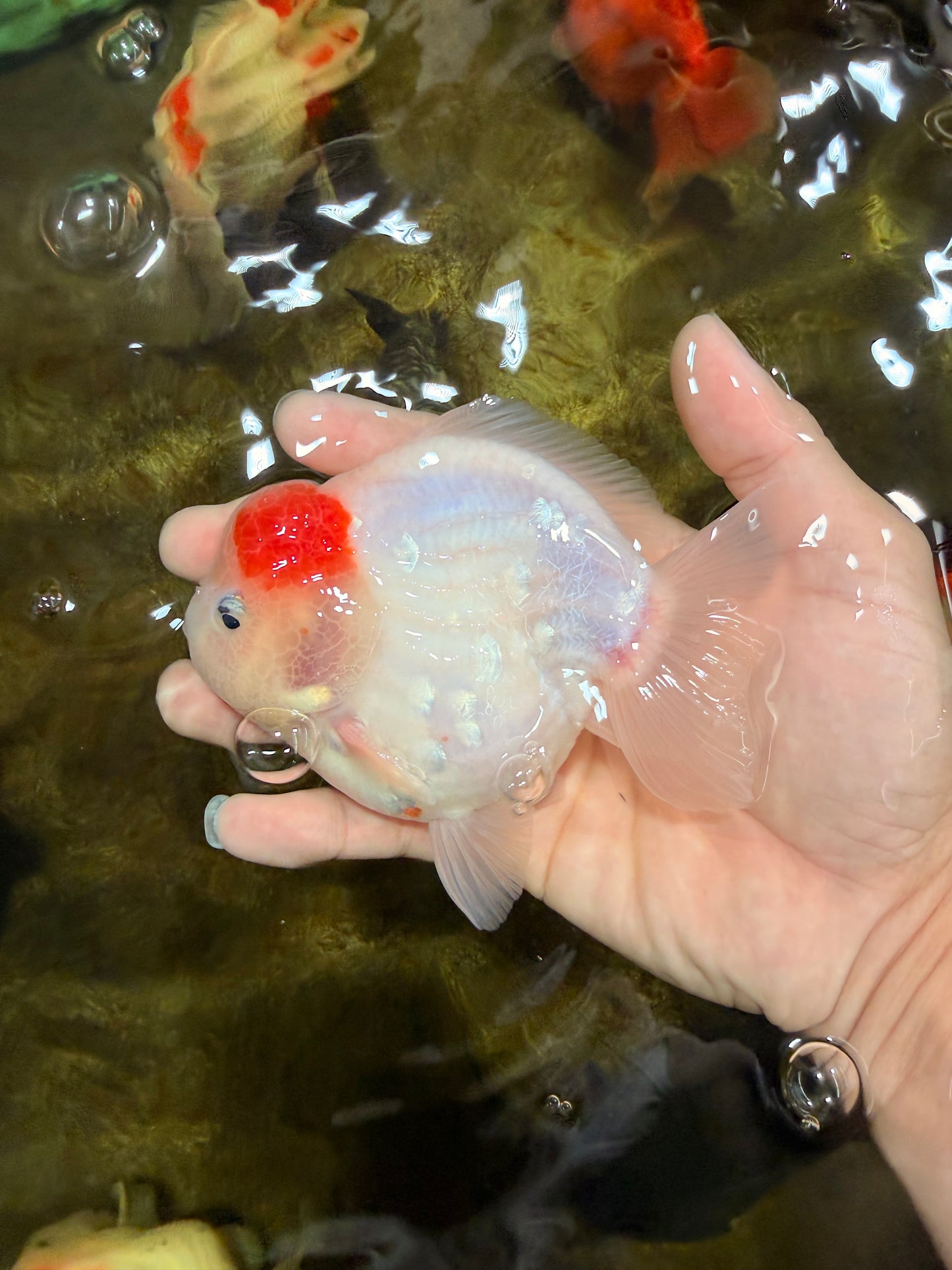 A Grade Sakura Yuanbao Male 4.5 inches #103125YB_01