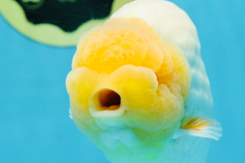 AAA Grade Strong Body Structure Lemonhead LionKing 5.5 inches #101025LC_18