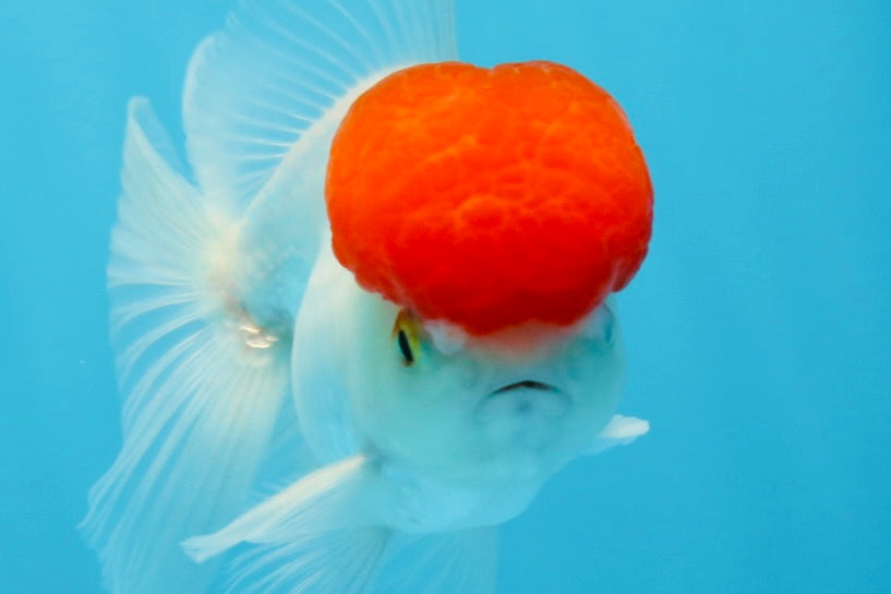 Oranda macho de gorra roja de grado A de 4 pulgadas n.° 0906OR_26