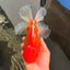 AAA Grade Super Red White Oranda Male 7.5-8 inches #061926OR_03