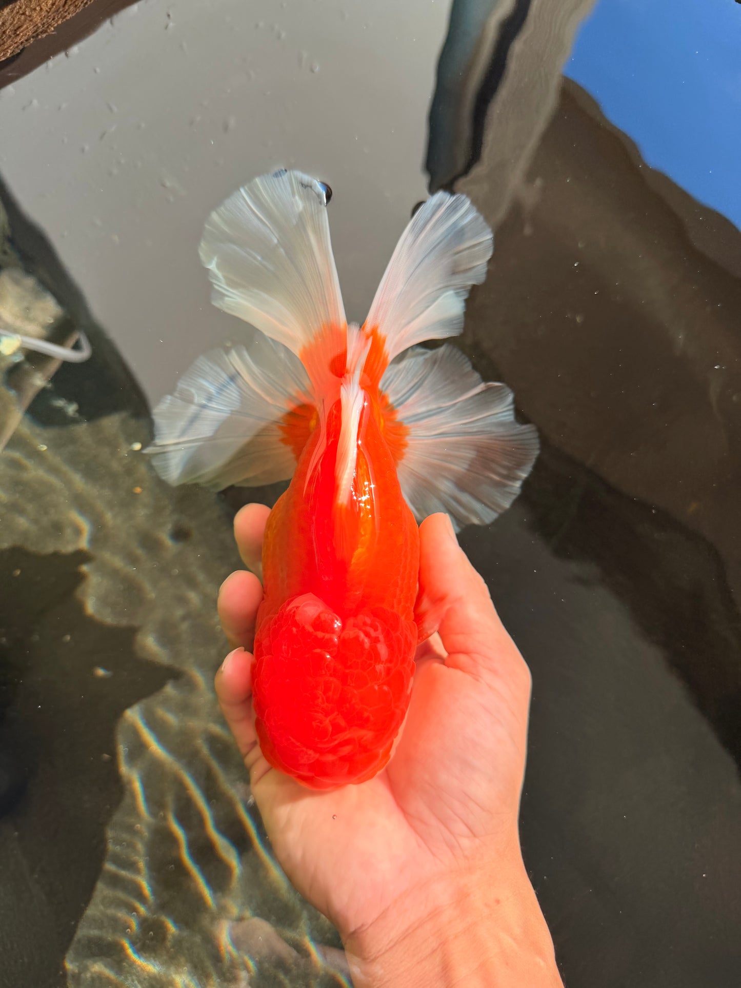 AAA Grade Super Red White Oranda Male 7.5-8 inches #061926OR_03