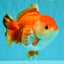 A Grade Red White Yuanbao Female 5.5 inches #031326YB_15