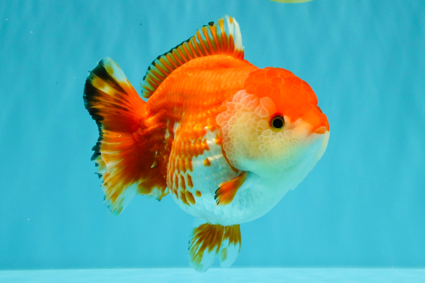 A Grade Red White Yuanbao Female 5.5 inches #031326YB_15