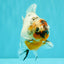 A Grade Marble Yuanbao Male 5 inches #091826YB_09