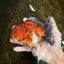 SPECIAL ROSE TAIL A Grade Calico Oranda Male 5.5 inches #120525OR_01