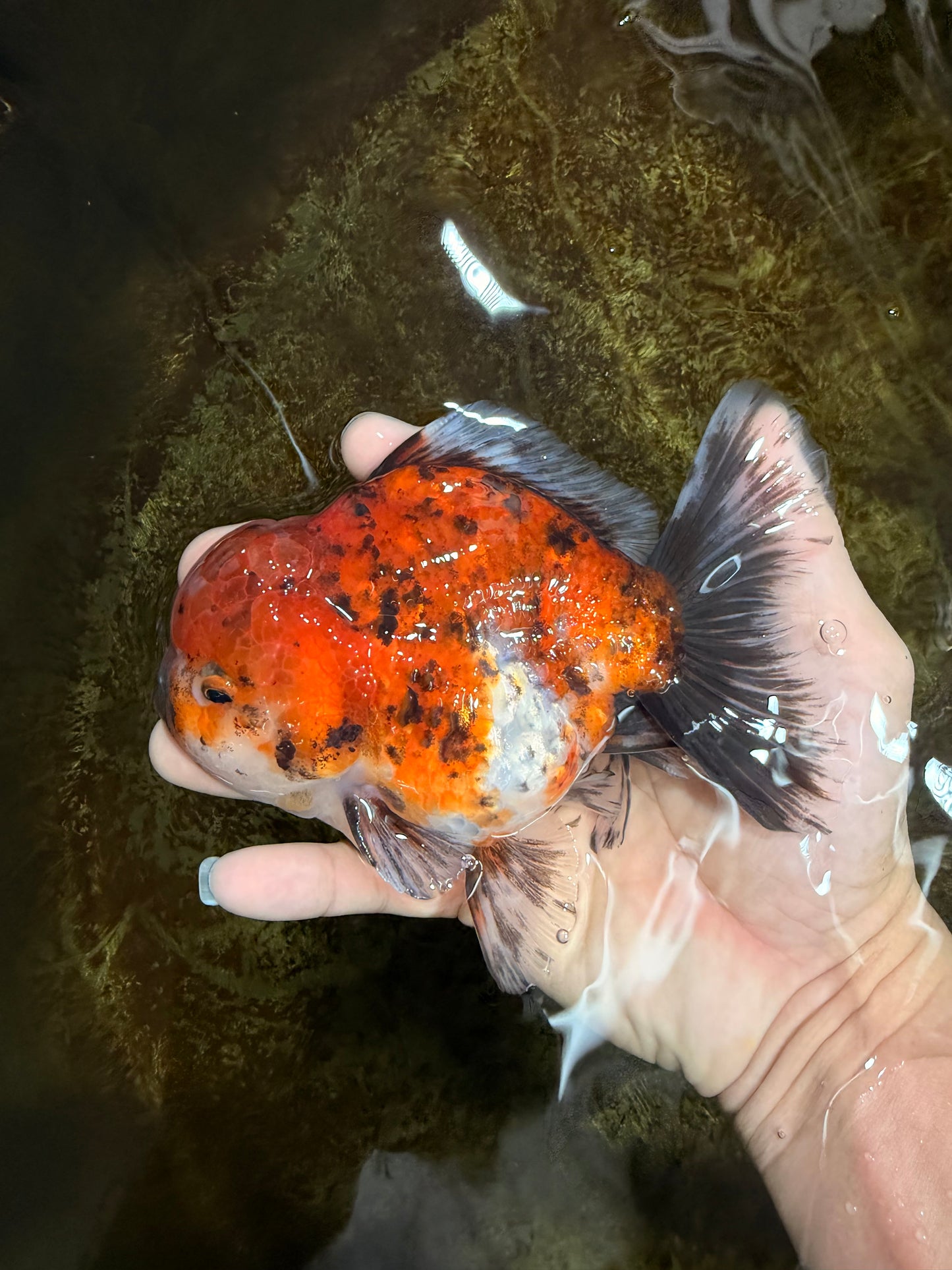 SPECIAL ROSE TAIL A Grade Calico Oranda Male 5.5 inches #120525OR_01