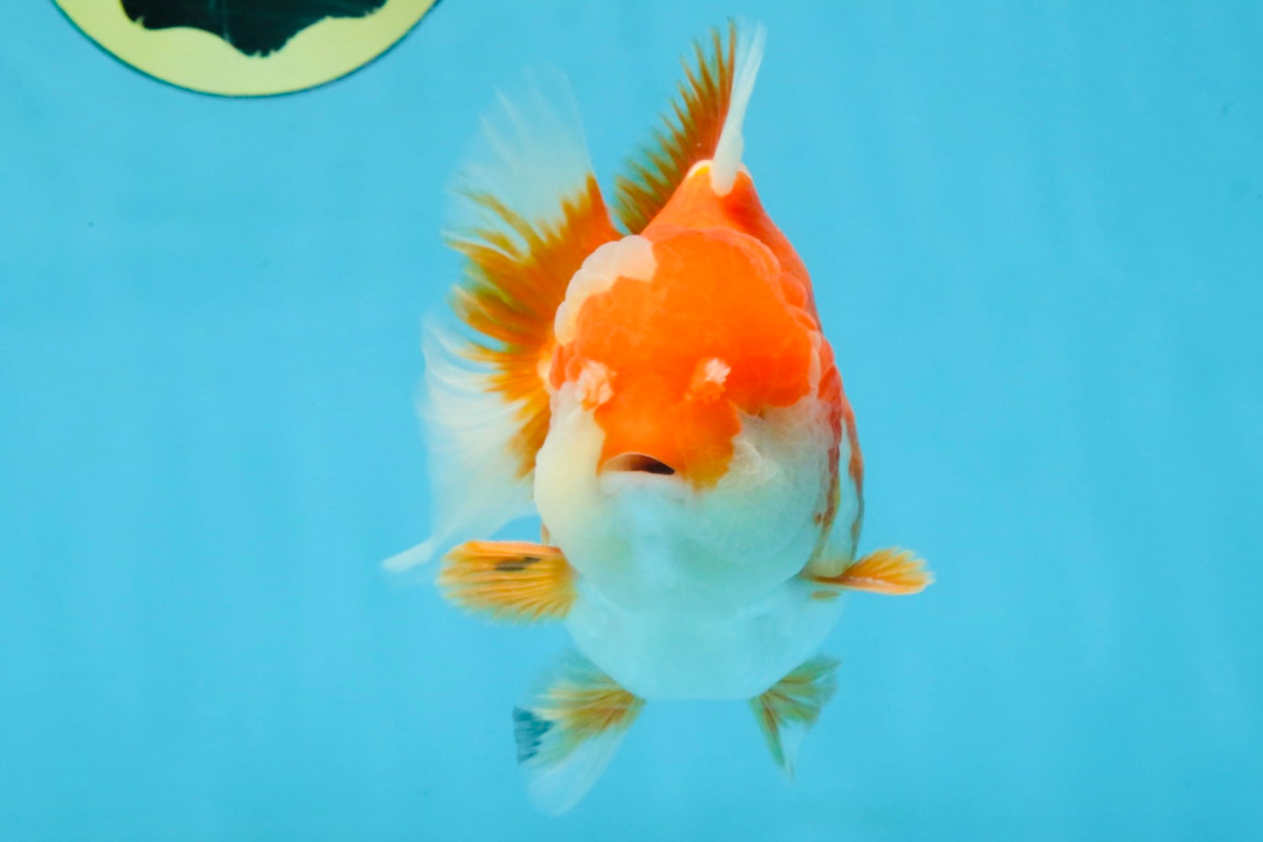 BIG WEN A Grade Red White Yuanbao Male 5 inches #110725YB_09