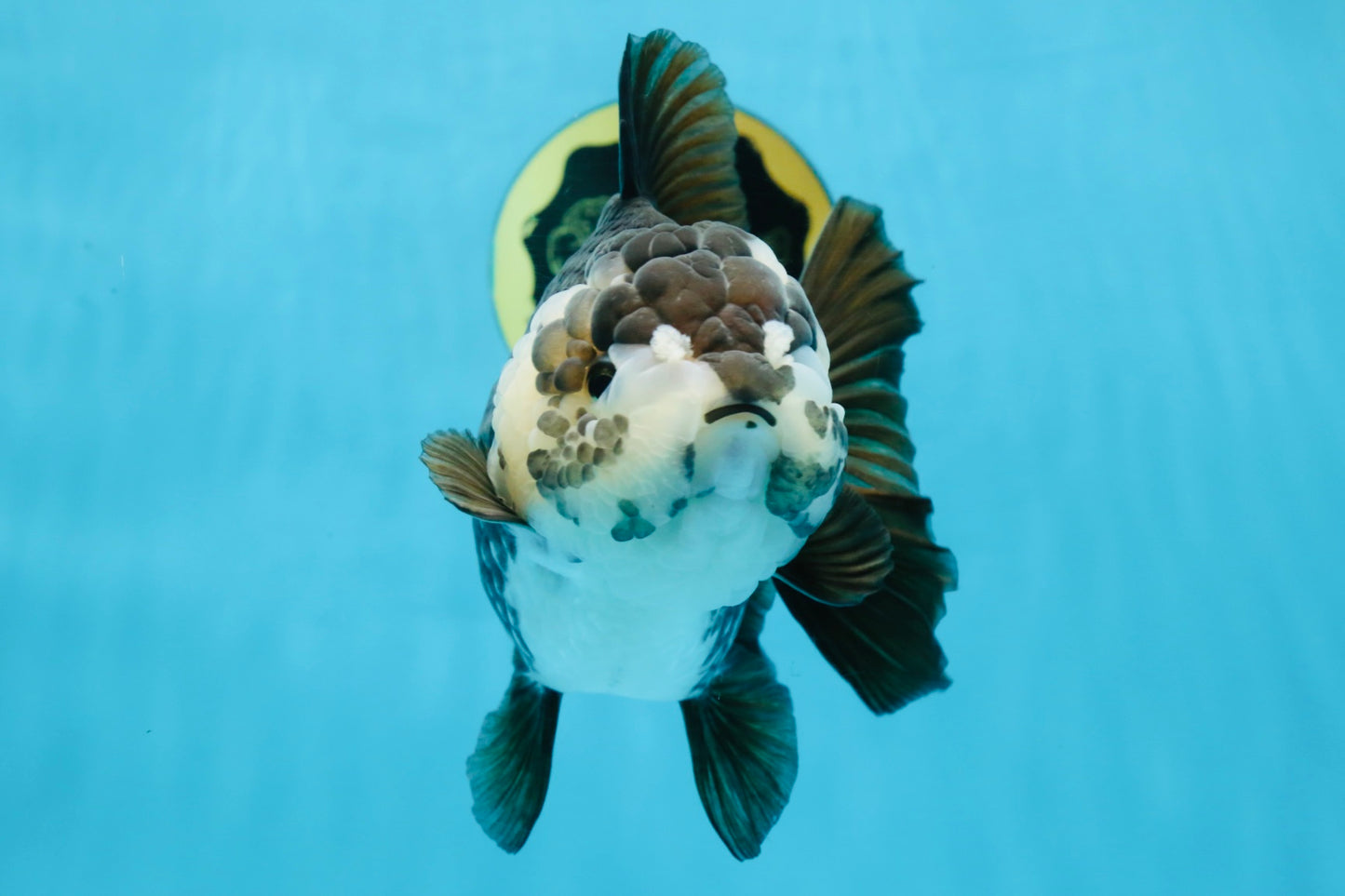 AAA Grade FLUFFY Panda Yuanbao Female 6-6.5 inches #100325YB_05