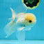 A Grade Lemonhead Button Eyes Oranda Male 5-5.5 inches #010325OR_10