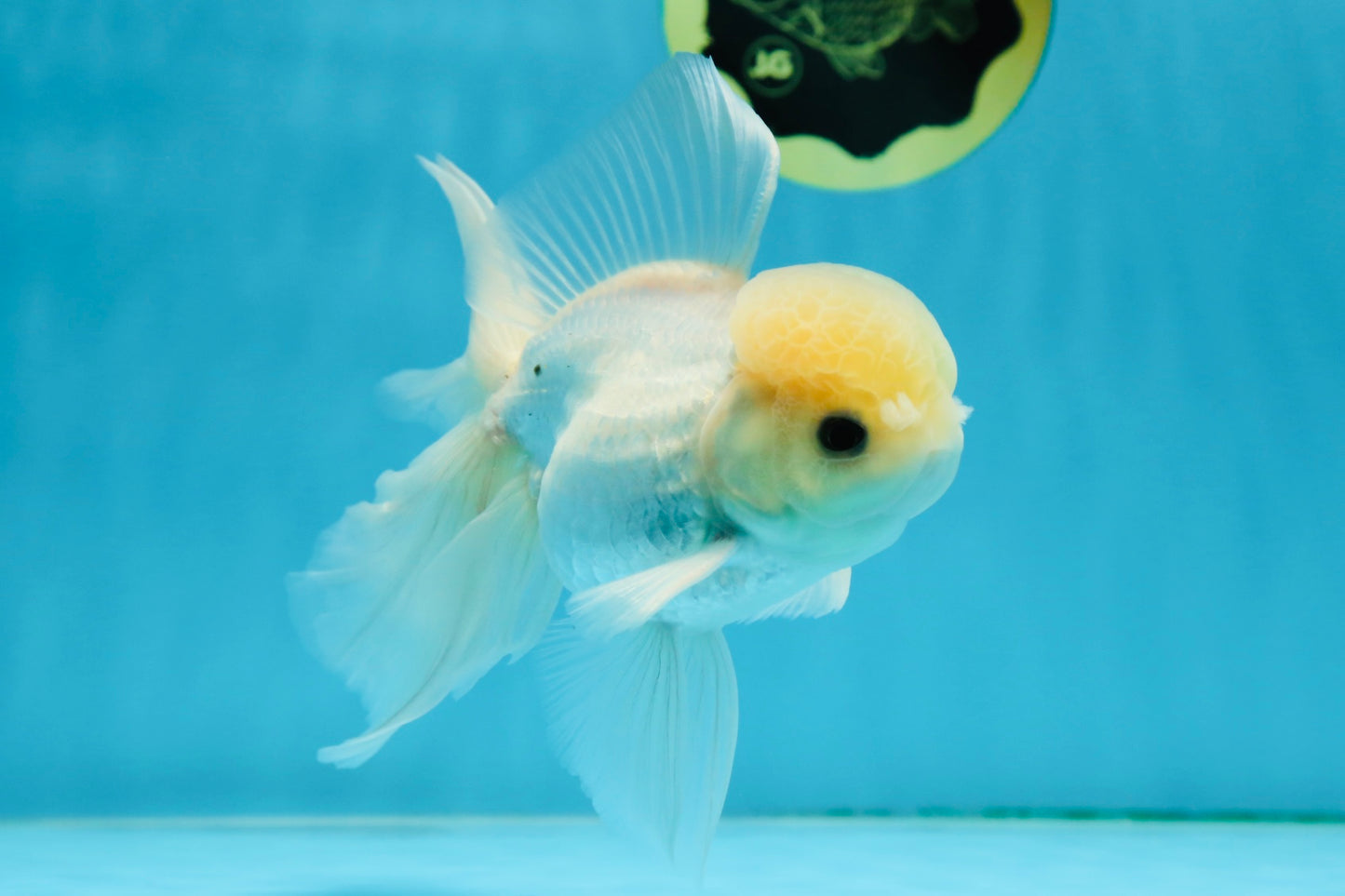 A Grade Lemonhead Button Eyes Oranda Male 5-5.5 inches #010325OR_10