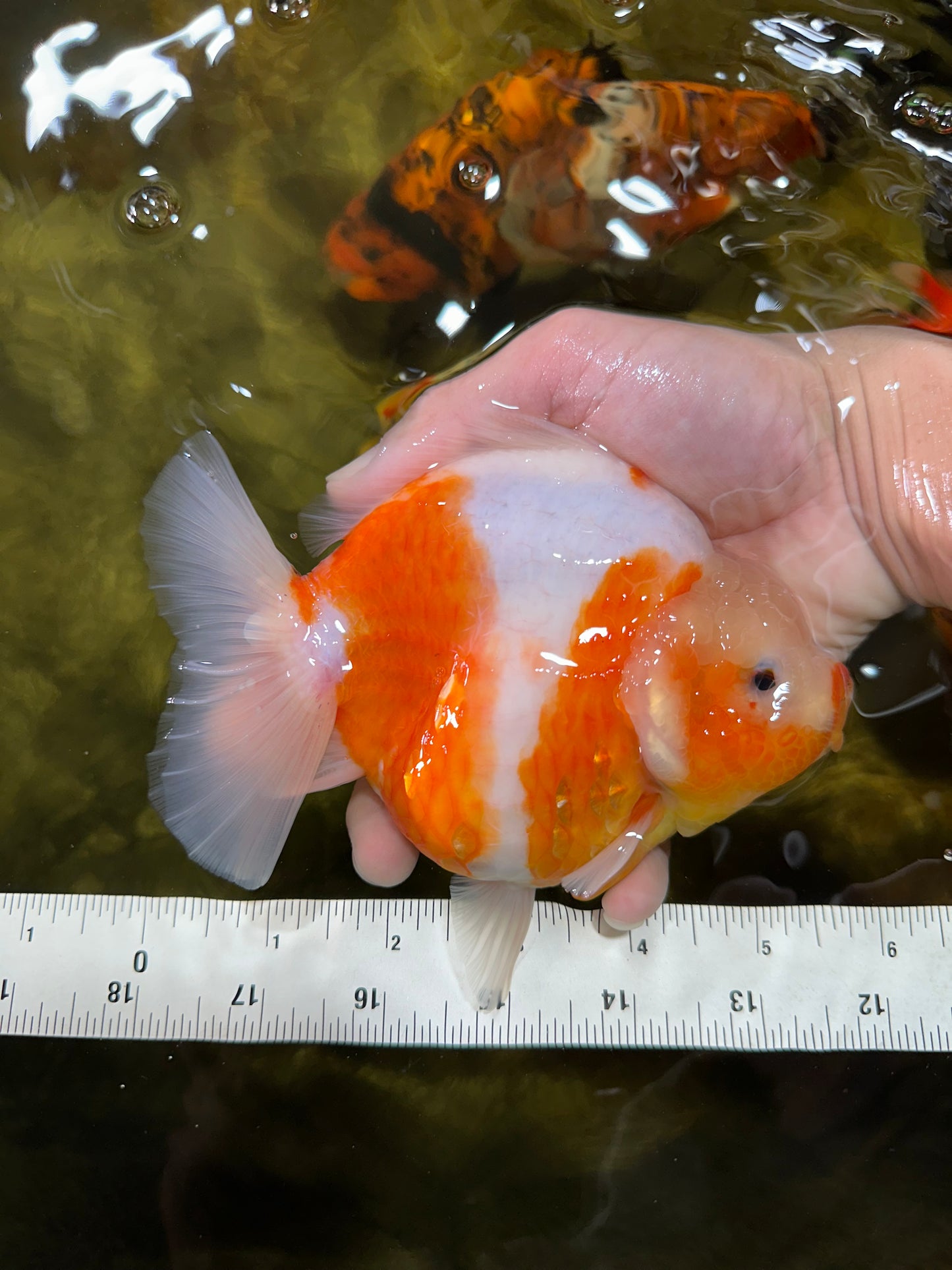 AAA Grade Godzilla Sakura Yuanbao Female 5.5 inches #050925YB_20