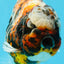 UNIQUE AAA Grade Marble Tiger Yuanbao Male 5.5-6 inches #041026YB_27