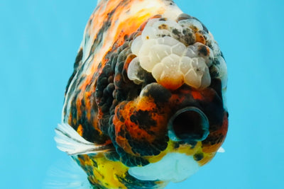 UNIQUE AAA Grade Marble Tiger Yuanbao Male 5.5-6 inches #041026YB_27