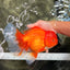 TOMATO AAA Grade Jumbo Broadtail Red Oranda Male 8.5-9 inches #072426OR_03