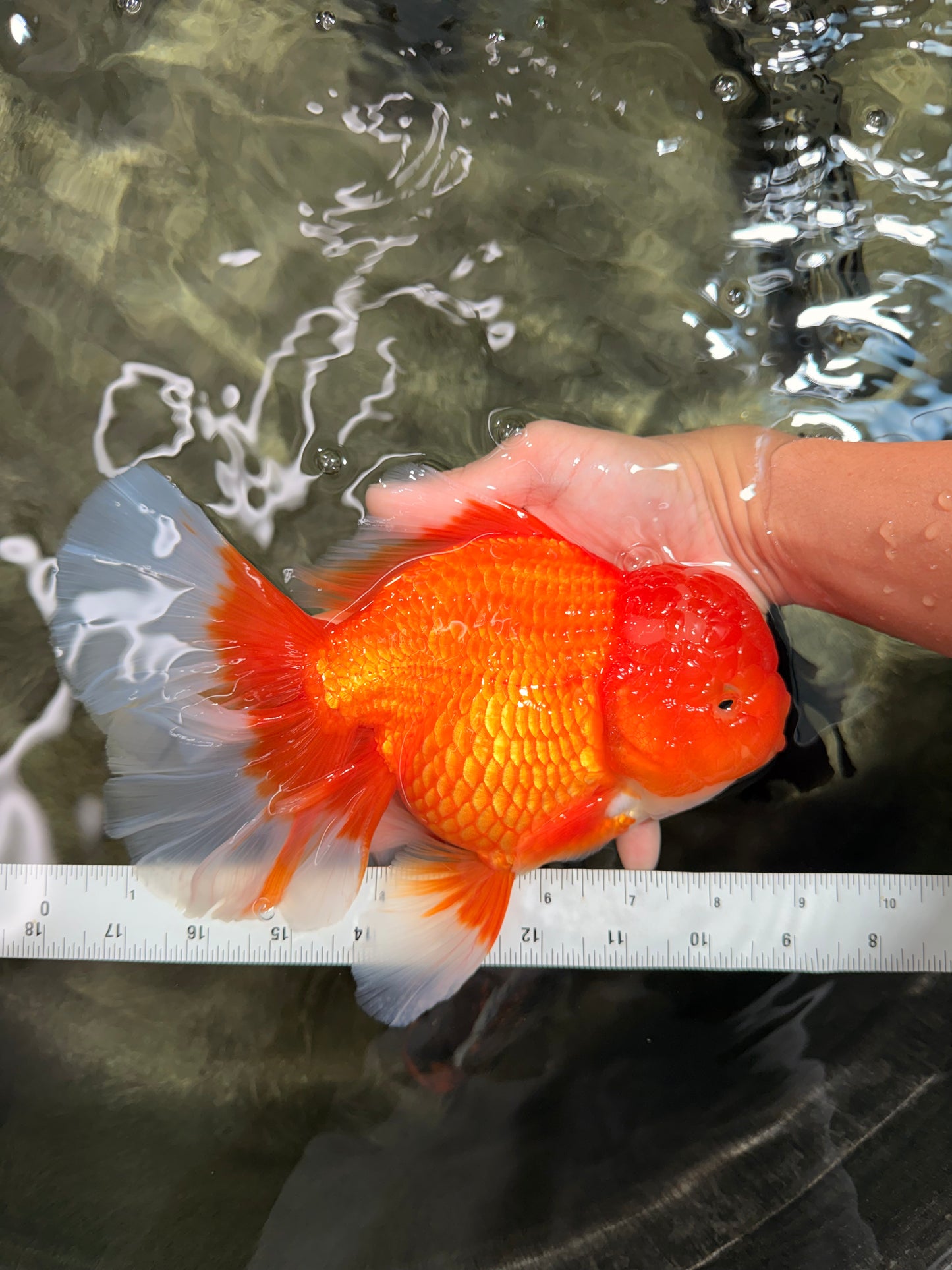 TOMATO AAA Grade Jumbo Broadtail Red Oranda Male 8.5-9 inches #072426OR_03