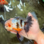 AAA Grade Calico Oranda Male 6-6.5 inches #070626OR_16