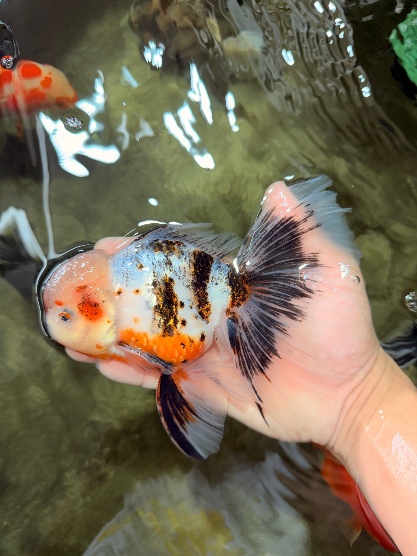AAA Grade Calico Oranda Male 6-6.5 inches #070626OR_16