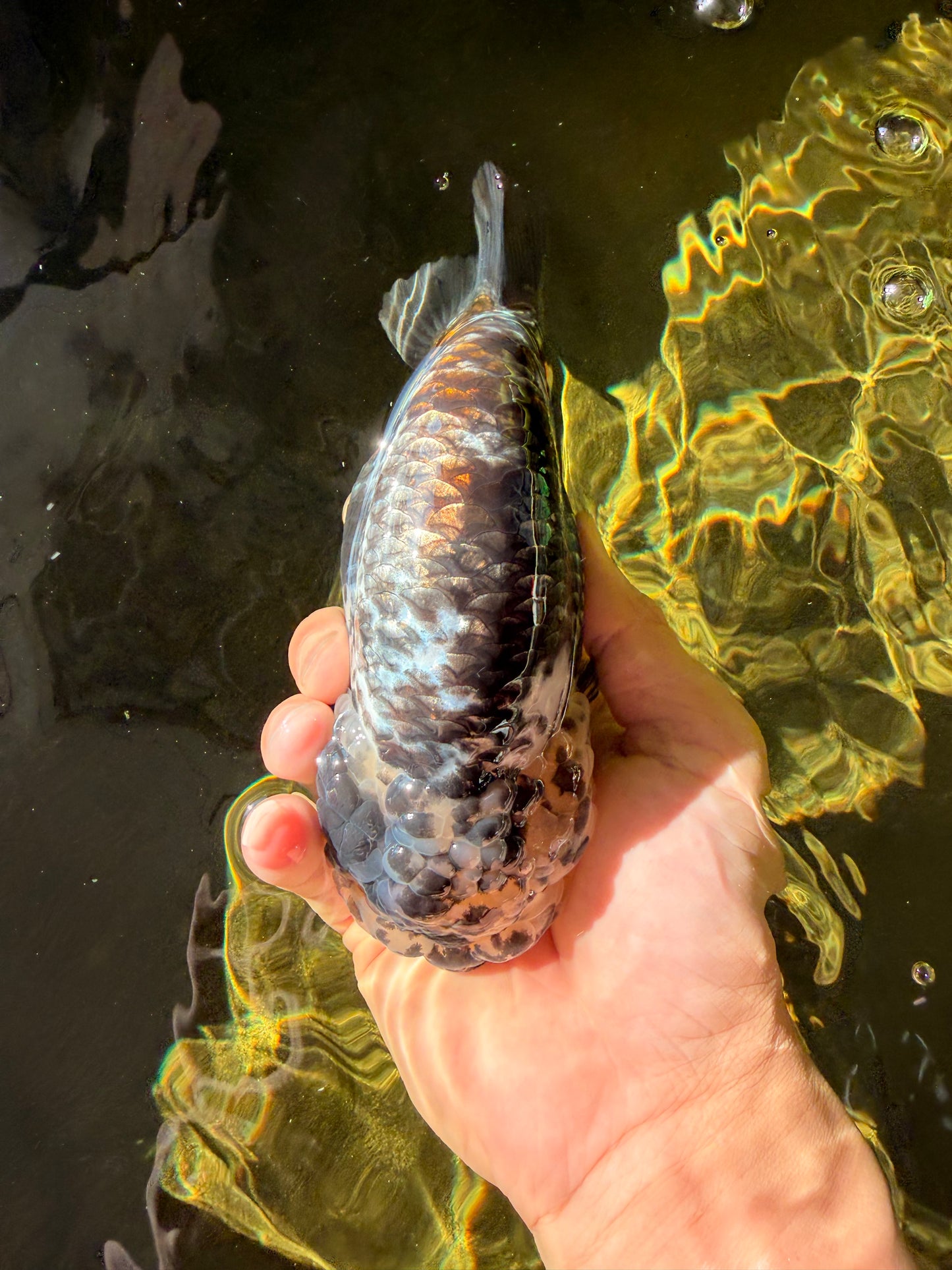 SPECIAL Pepper Calico Chinese Ranchu Female 6-6.5 inches #032026RC_30