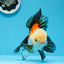 AAA Grade Tricolor Oranda Male 5.5 inches #0830OR_13