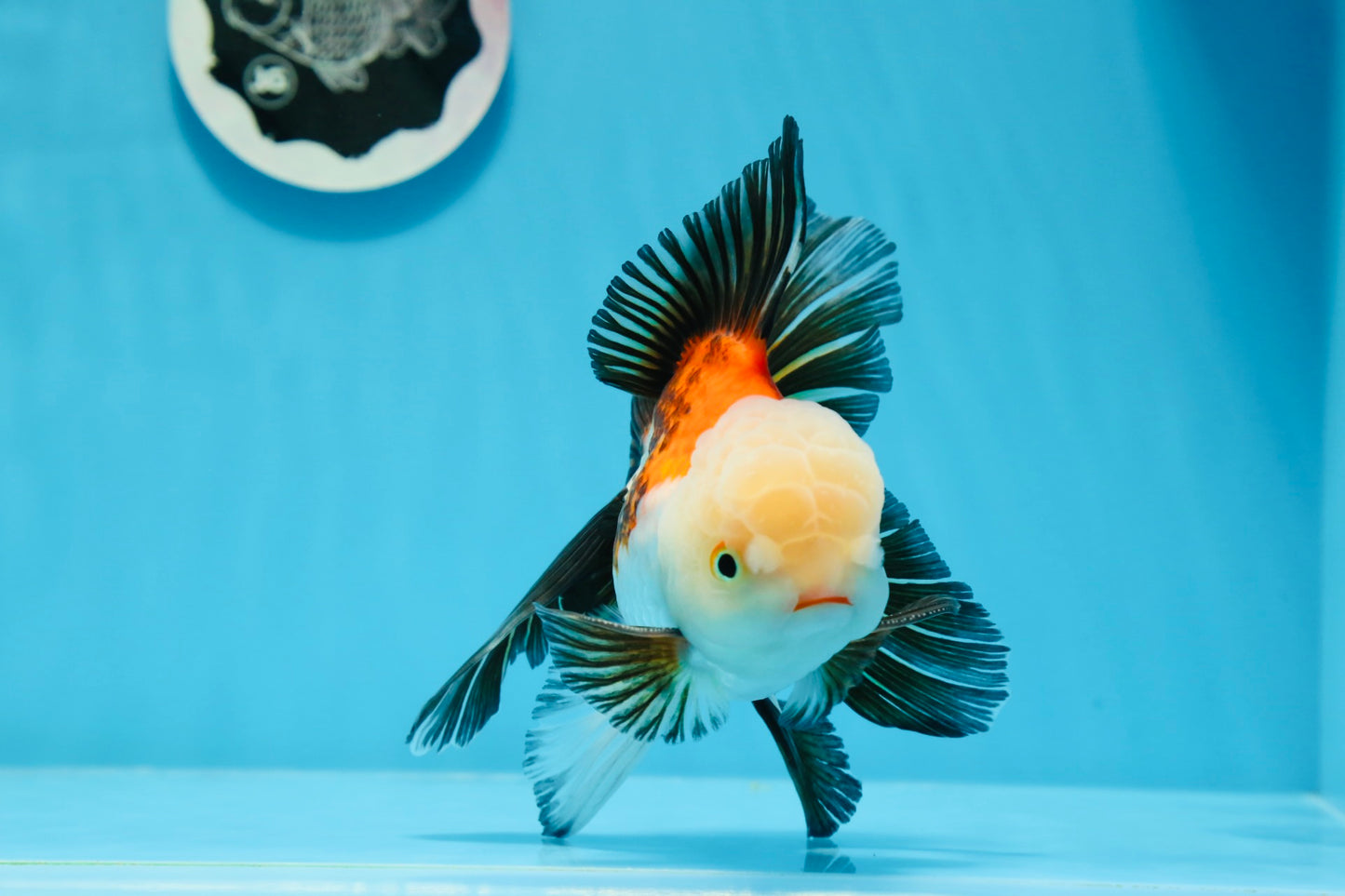 Oranda tricolor de grado AAA macho 5,5 pulgadas #0830OR_13