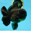 AAA Grade VERY SPECIAL Godzilla Black Oranda Male 5-5.5 inches #051625OR_18