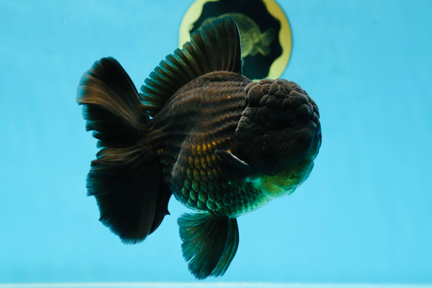 AAA Grade VERY SPECIAL Godzilla Black Oranda Male 5-5.5 inches #051625OR_18