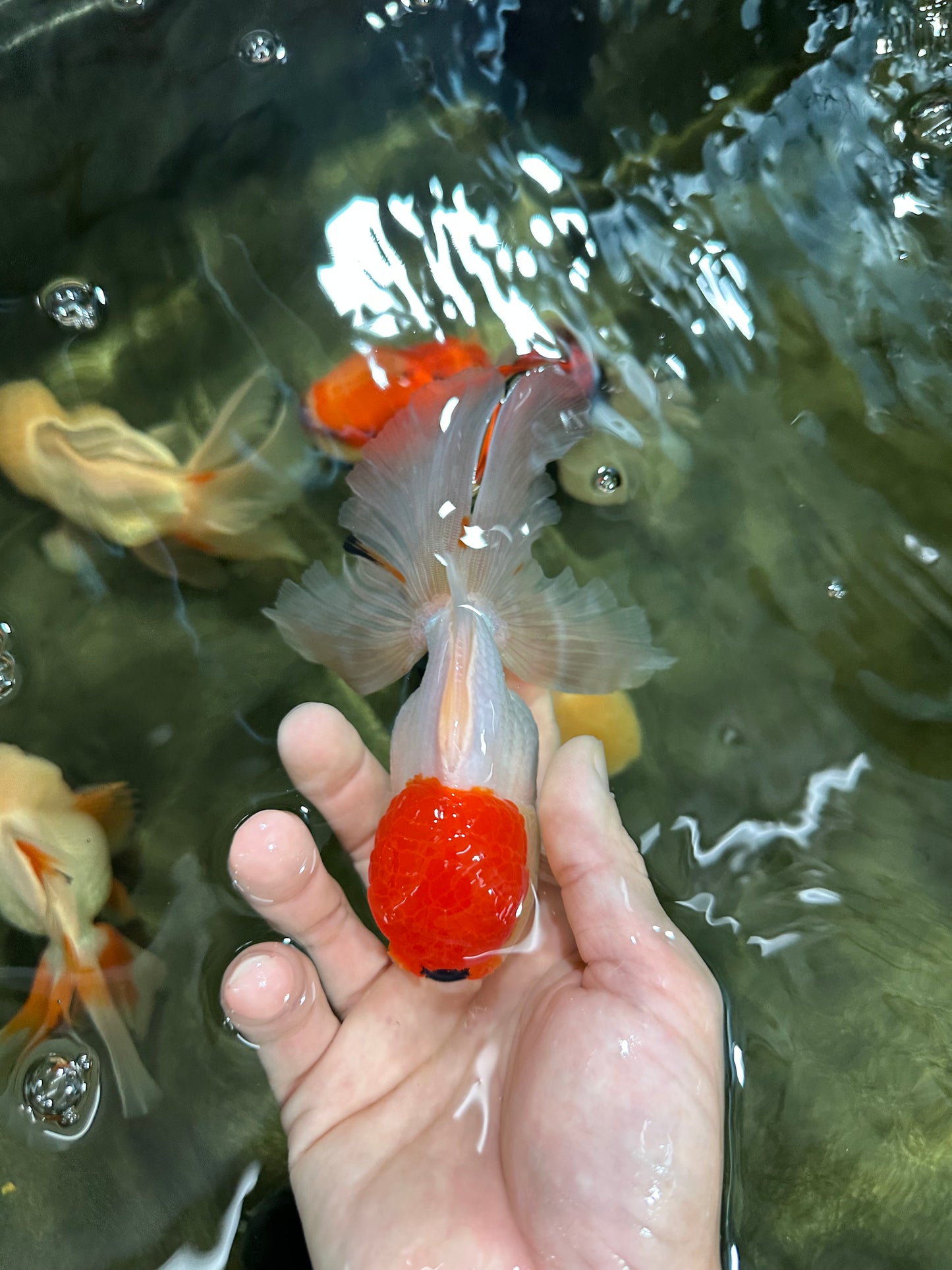 A Grade Tricolor Oranda Male 5-5.5 inches #060625OR_14