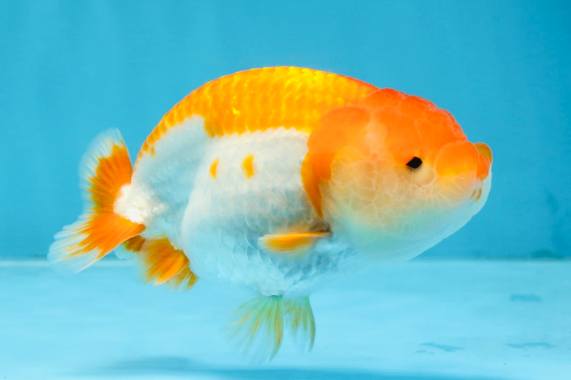 A Grade Red White LionQueen 4 inches #103125LC_20