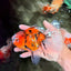 A Grade Marble Oranda Male 6 inches #072426OR_14