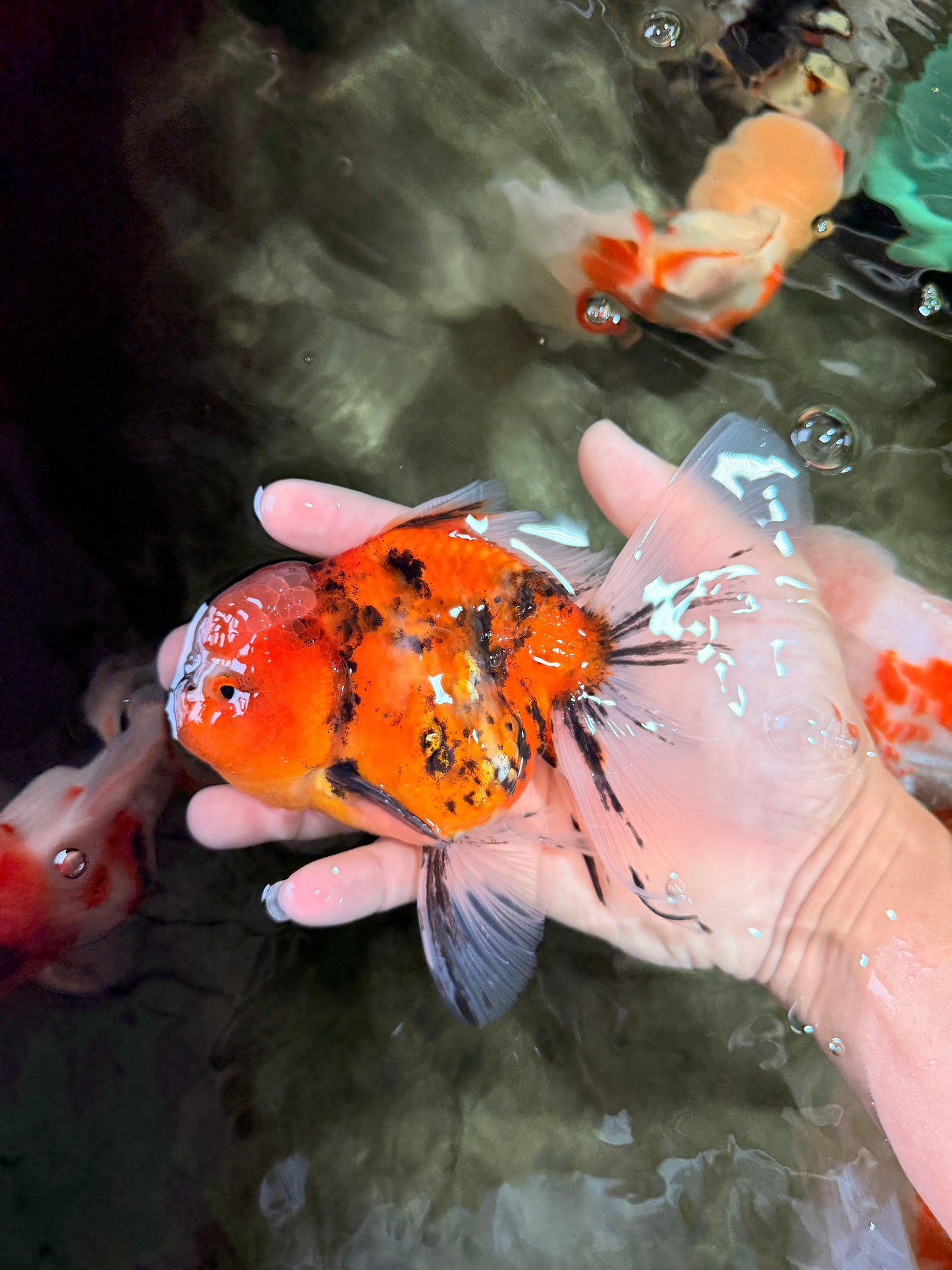 A Grade Marble Oranda Male 6 inches #072426OR_14