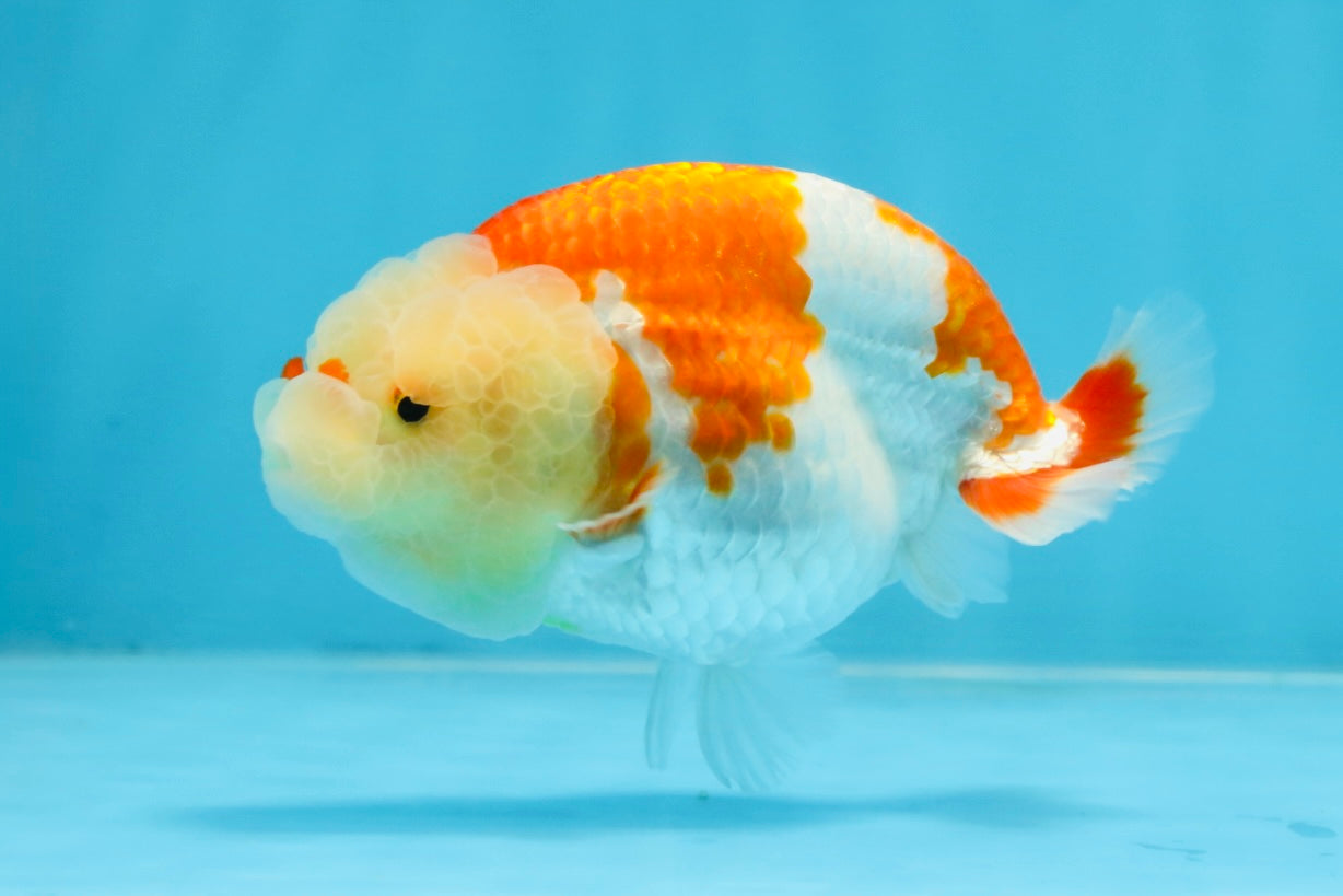 POPCORN AAA Grade Red White Kohaku LionQueen 4 inches #101725LC_05