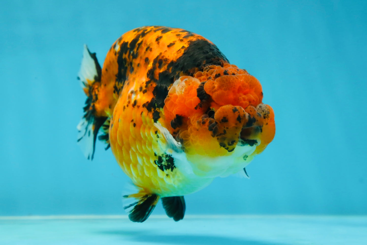 AAA Grade Tiger LionKing 5-5.5 inches #050925LC_05