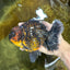 AAA Grade Dark Tiger Godzilla Oranda Female 6.5-7 inches #060625OR_13