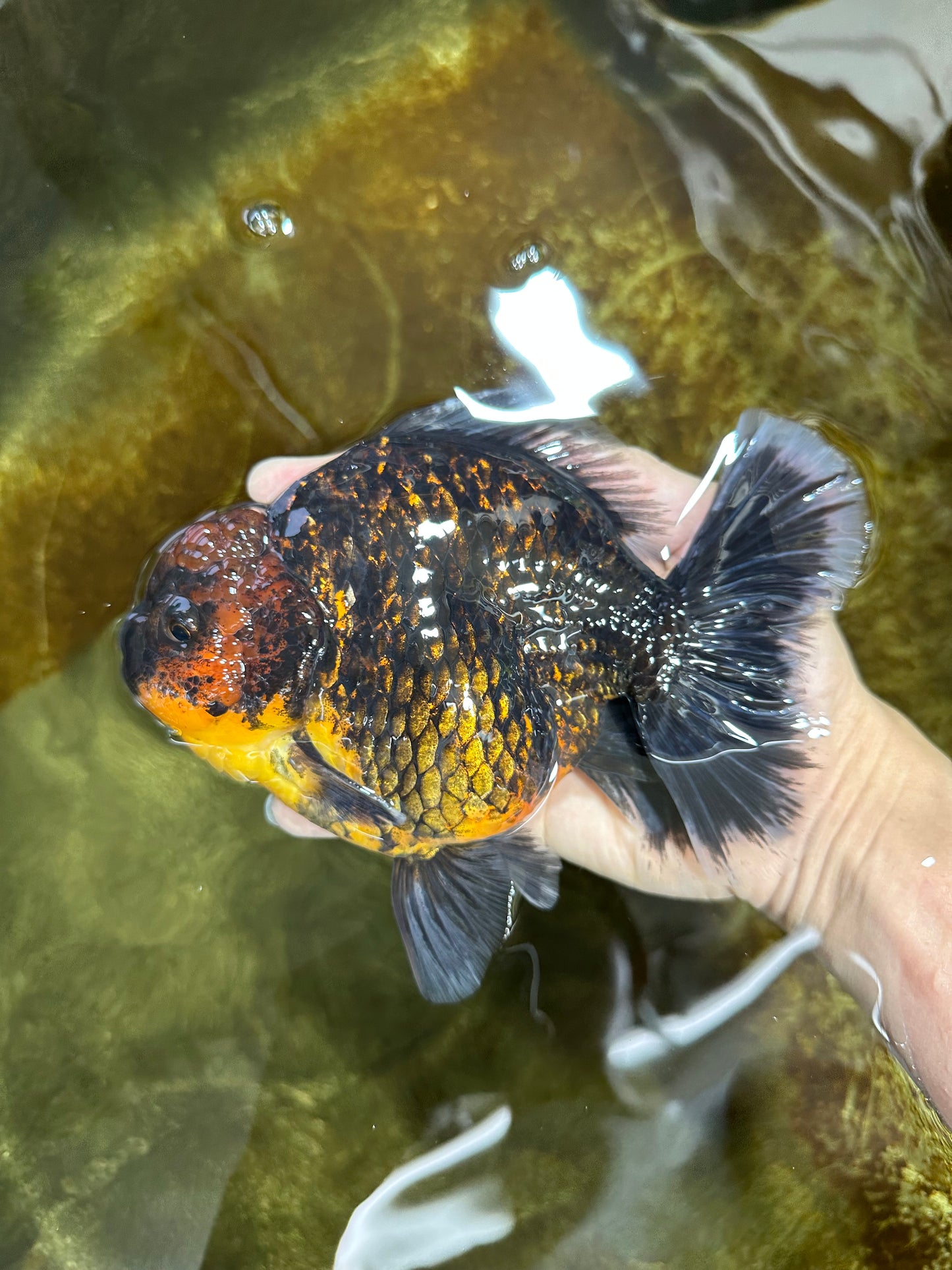 AAA Grade Dark Tiger Godzilla Oranda Female 6.5-7 inches #060625OR_13