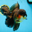 AAA Grade GIANT Godzilla Apache Oranda Male 6.5 inches #090525OR_09