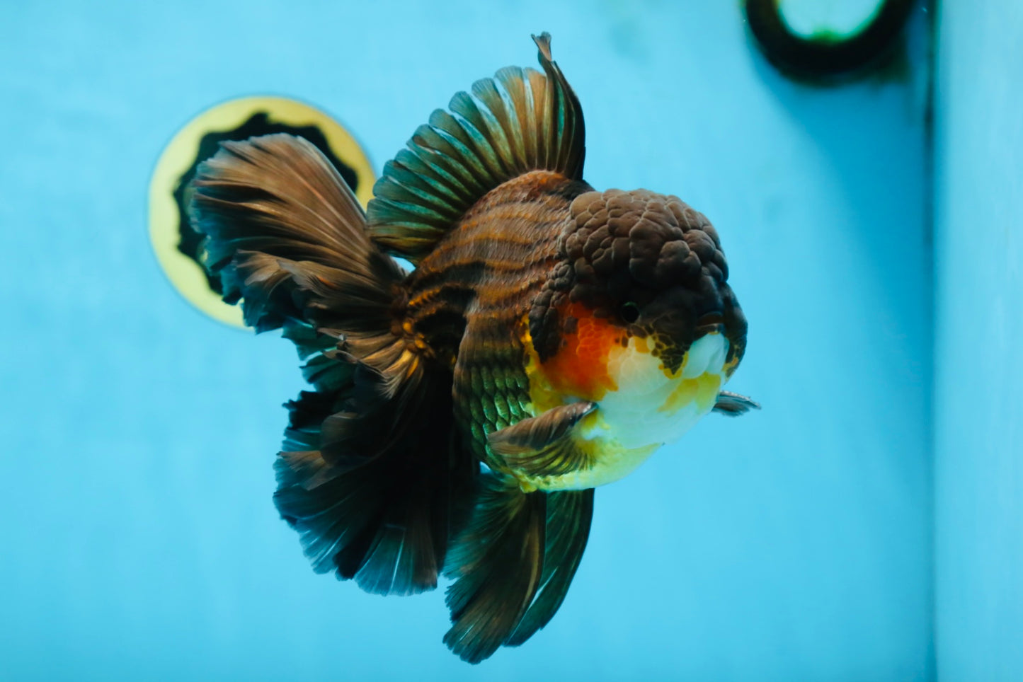 AAA Grade GIANT Godzilla Apache Oranda Male 6.5 inches #090525OR_09