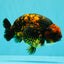 CHUBBY AAA Grade Tiger Ranchu Male 5.5-6 inches #101626RC_27