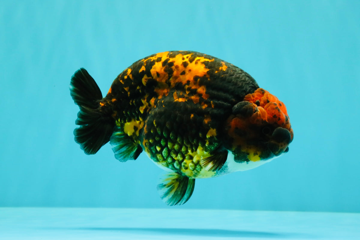 CHUBBY AAA Grade Tiger Ranchu Male 5.5-6 inches #101626RC_27